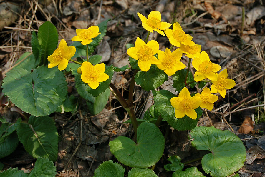 Caltha palustris / Calta